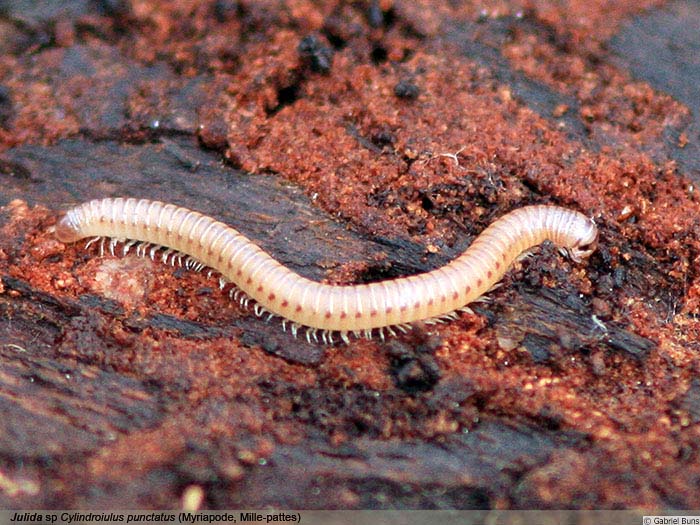 Mille pattes Steenwerck Biodiversit Mille pattes Steenwerck Biodiversit