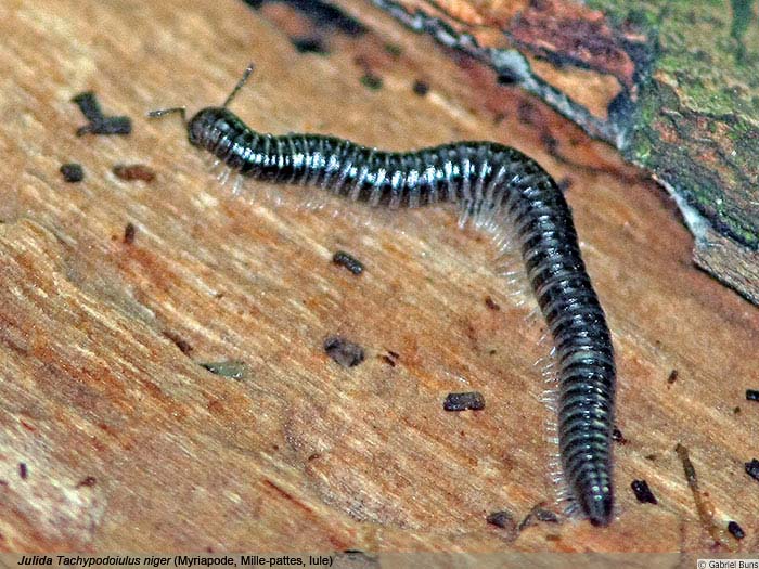Mille pattes Steenwerck Biodiversit 