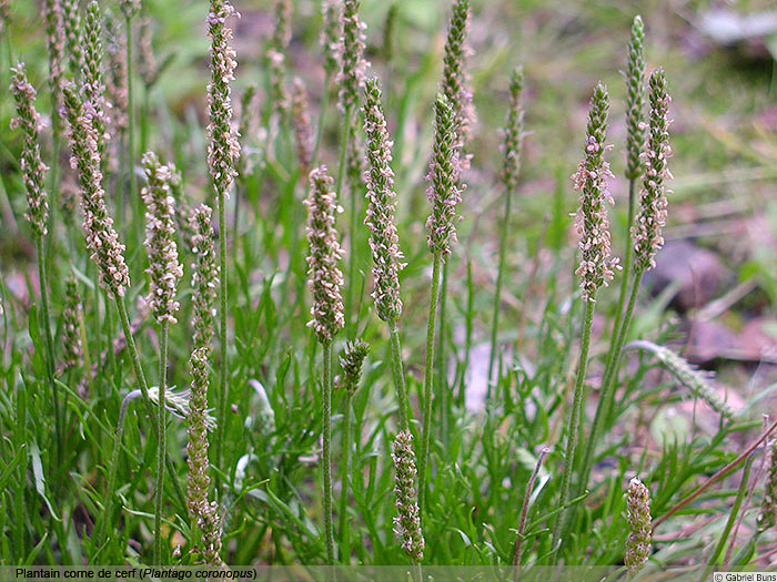 Plantain corne de cerf (Plantago coronopus)